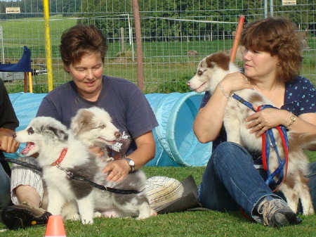 Border Collies